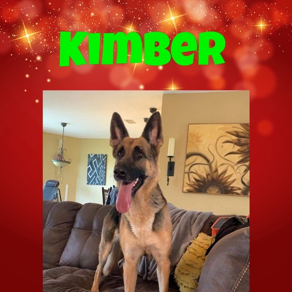 HELP A RESCUE FOR THE HOLIDAYS - Picture 10 of 13